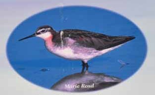 Wilson's Phalarope